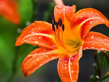 lily, flower, beautiful flowers, dew, rain, flower background, flower wallpaper, summer, nature