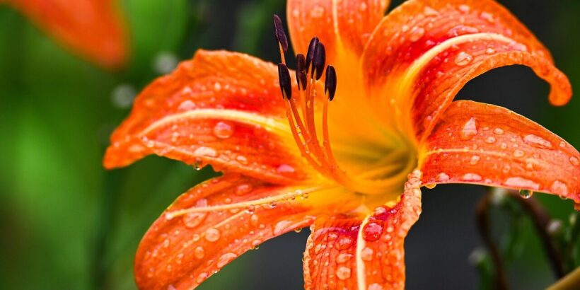 lily, flower, beautiful flowers, dew, rain, flower background, flower wallpaper, summer, nature